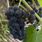 Valiant Grape Seedlings (Vitis riparia x Vitis labrusca 'Valiant')