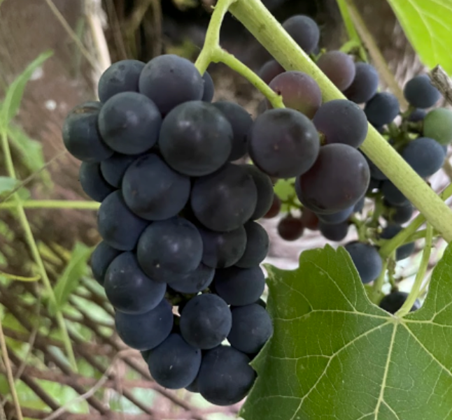 Raisin Valiant (Vitis riparia x Vitis labrusca 'Valiant')