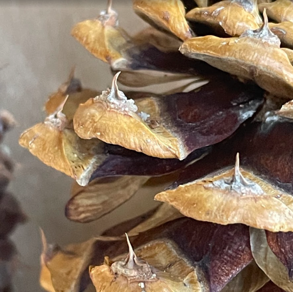 Ponderosa Pine Seeds (Pinus ponderosa) - 75+ Seeds