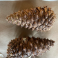 Ponderosa Pine Seeds (Pinus ponderosa) - 75+ Seeds