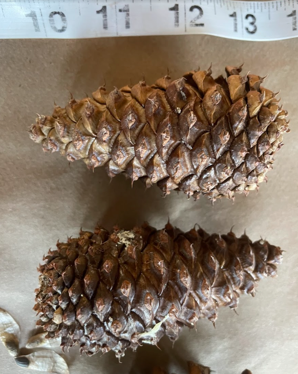 Ponderosa Pine Seeds (Pinus ponderosa) - 75+ Seeds