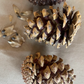 Ponderosa Pine Seeds (Pinus ponderosa) - 75+ Seeds