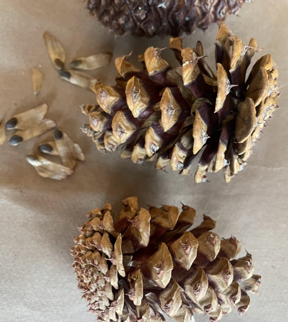 Ponderosa Pine Seeds (Pinus ponderosa) - 75+ Seeds