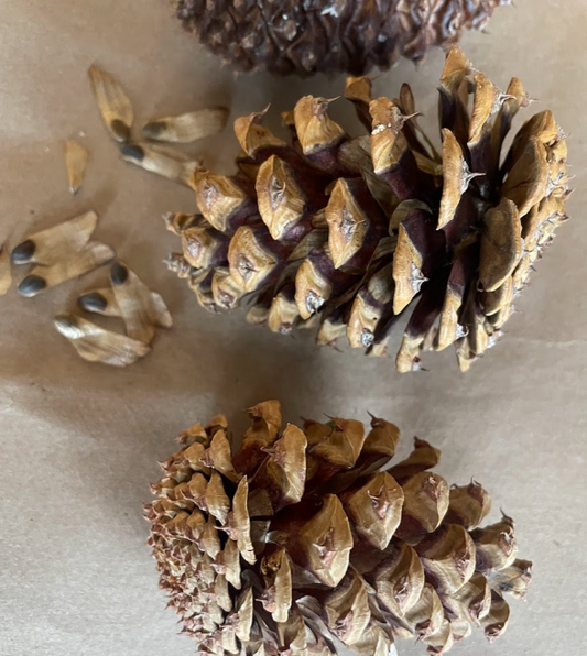 Ponderosa Pine Seeds (Pinus ponderosa) - 75+ Seeds