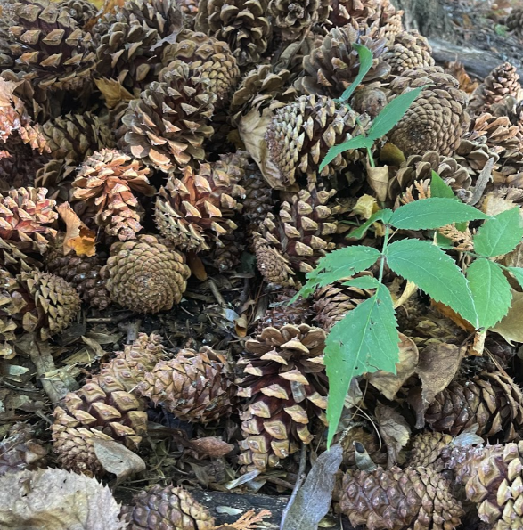 Ponderosa Pine Seeds (Pinus ponderosa) - 75+ Seeds