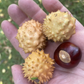 Ohio buckeye (Aesculus glabra) - 10+ Seeds