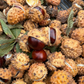 Ohio buckeye (Aesculus glabra) - 10+ Seeds