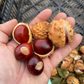 Ohio buckeye (Aesculus glabra) - 10+ Seeds