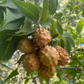 Ohio buckeye (Aesculus glabra) - 10+ Seeds