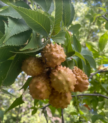 Ohio Buckeye Seeds