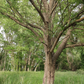 White Willow