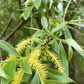 White Willow