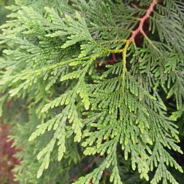 Cedro blanco del norte (Thuja occidentalis)