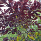 Red Leaf Chokecherry Seedling