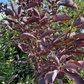 Red Leaf Chokecherry Seedling