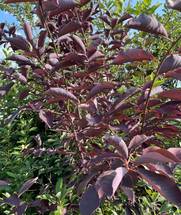 Red Leaf Chokecherry Seedling