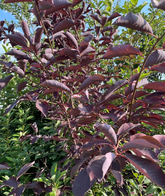 Red Leaf Chokecherry Seedling