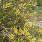 Bebbs Willow