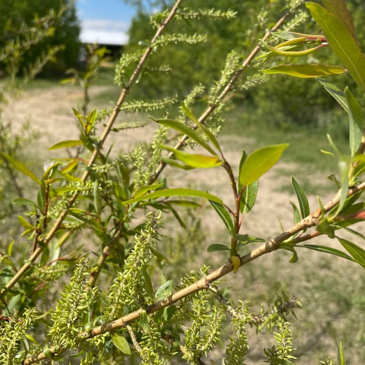 Bebbs Willow