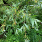White Willow