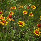 Blanketflower Seeds (Gaillardia aristata) - Perennial - Zone 3 - 60+ Seeds