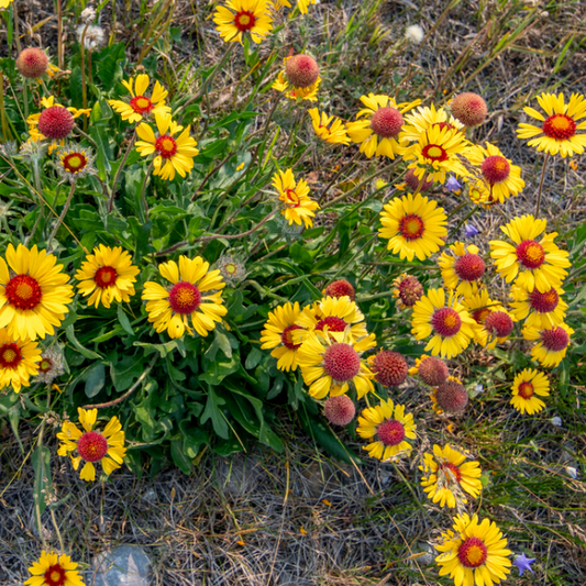 Blanketflower Seeds (Gaillardia aristata) - Perennial - Zone 3 - 60+ Seeds