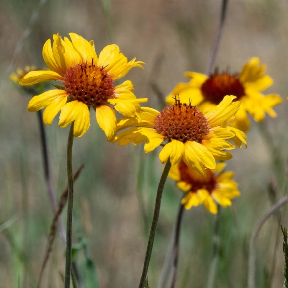 Blanketflower Seeds (Gaillardia aristata) - Perennial - Zone 3 - 60+ Seeds