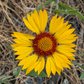 Blanketflower Seeds (Gaillardia aristata) - Perennial - Zone 3 - 60+ Seeds