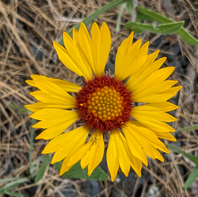 Blanketflower Seeds (Gaillardia aristata) - Perennial - Zone 3 - 60+ Seeds