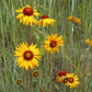 Blanketflower Seeds (Gaillardia aristata) - Perennial - Zone 3 - 60+ Seeds