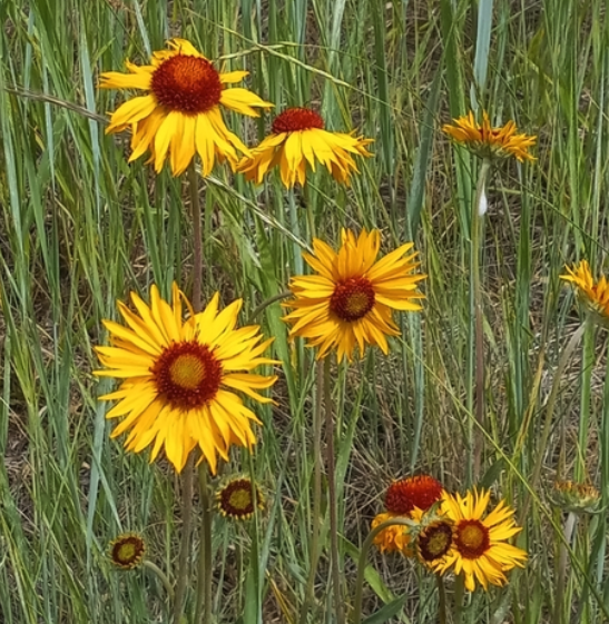 Blanketflower Seeds (Gaillardia aristata) - Perennial - Zone 3 - 60+ Seeds