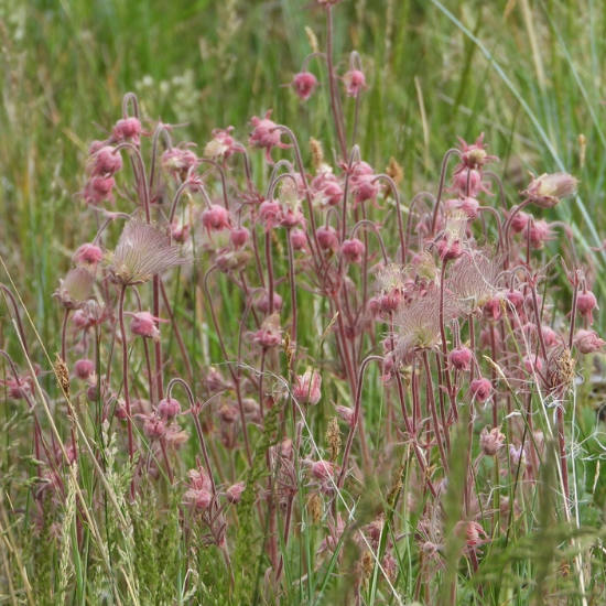 Prairie Smoke Seeds (Geum triflorum) - Perennial - Zone 3 - 60+ Seeds