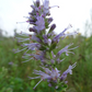 Giant Hyssop Seeds (Agastache foeniculum) - Perennial - Zone 3 - 300+ Seeds