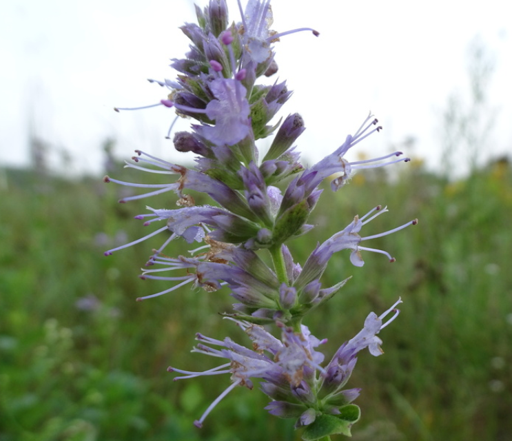 Giant Hyssop Seeds (Agastache foeniculum) - Perennial - Zone 3 - 300+ Seeds