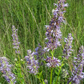 Giant Hyssop Seeds (Agastache foeniculum) - Perennial - Zone 3 - 300+ Seeds