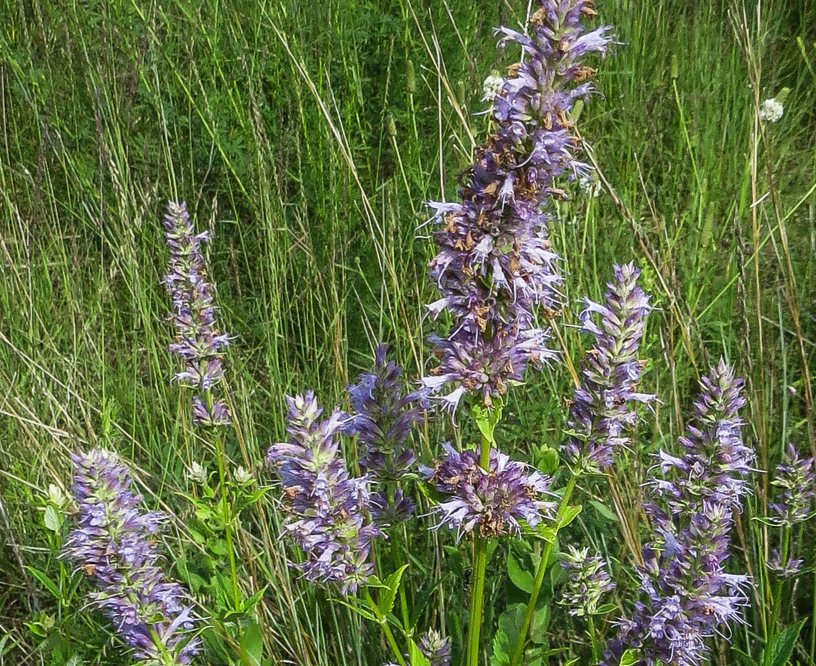 Giant Hyssop Seeds (Agastache foeniculum) - Perennial - Zone 3 - 300+ Seeds