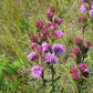 Meadow Blazingstar Seeds (Liatris ligulistylis) - Perennial - Zone 3 - 60+ Seeds