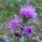 Meadow Blazingstar Seeds (Liatris ligulistylis) - Perennial - Zone 3 - 60+ Seeds