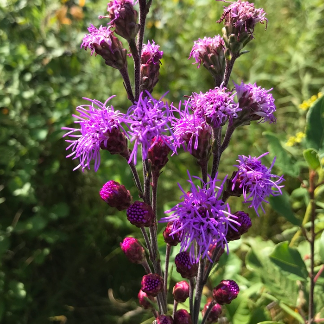 Meadow Blazingstar Seeds (Liatris ligulistylis) - Perennial - Zone 3 - 60+ Seeds