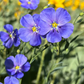 Wild Blue Flax Seeds (Linum lewisii) - Perennial - Zone 3 - 100+ Seeds