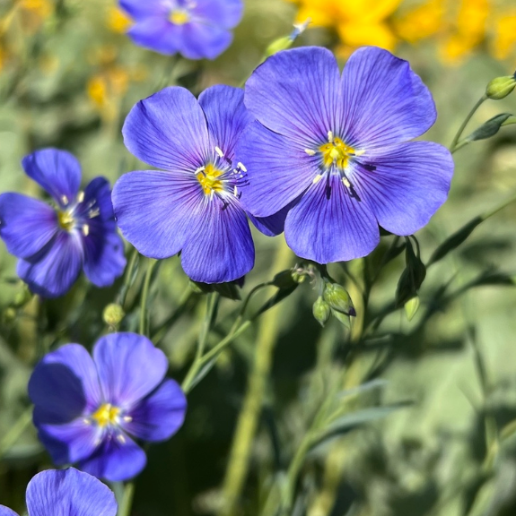 Wild Blue Flax Seeds (Linum lewisii) - Perennial - Zone 3 - 100+ Seeds