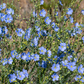 Wild Blue Flax Seeds (Linum lewisii) - Perennial - Zone 3 - 100+ Seeds