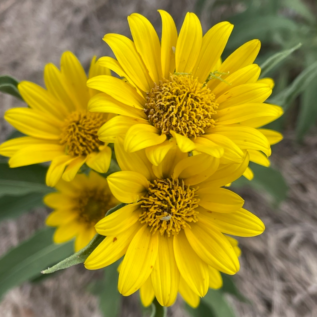 Maximilian Sunflower Seeds (Helianthus maximiliani) - Perennial - Zone 3 - 50+ Seeds