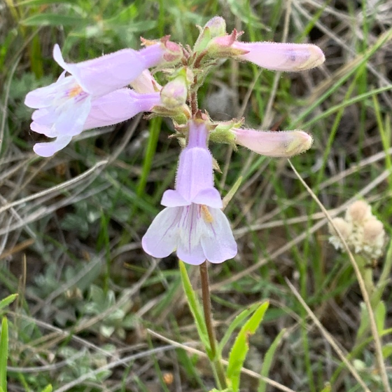 Lilac Beardtongue Seeds (Penstemon gracilis) - Perennial - Zone 3 - 500+ Seeds