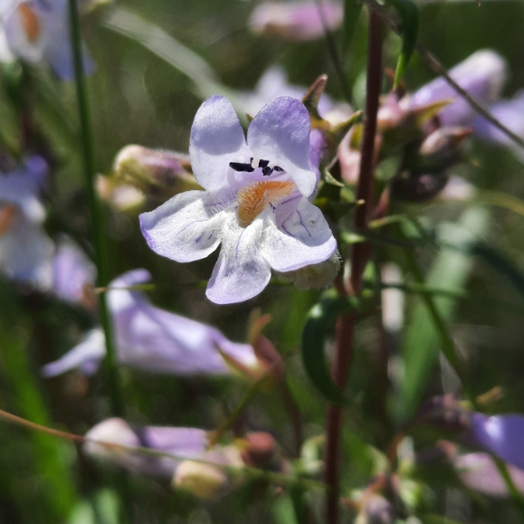 Lilac Beardtongue Seeds (Penstemon gracilis) - Perennial - Zone 3 - 500+ Seeds
