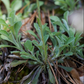 Pussytoes Seeds (Antennaria spp.) - Perennial - Zone 3 - 300+ Seeds