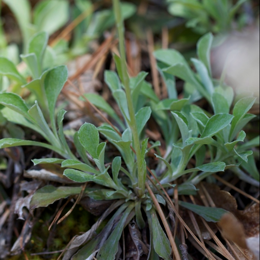 Pussytoes Seeds (Antennaria spp.) - Perennial - Zone 3 - 300+ Seeds