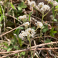 Pussytoes Seeds (Antennaria spp.) - Perennial - Zone 3 - 300+ Seeds