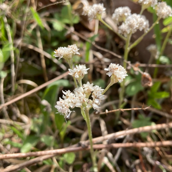 Pussytoes Seeds (Antennaria spp.) - Perennial - Zone 3 - 300+ Seeds