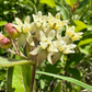 Dwarf Milkweed Seeds (Asclepias ovalifolia) - Perennial - Zone 3 - 30+ Seeds